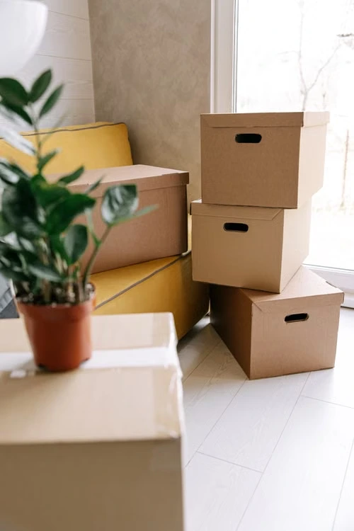 Plante verte et cartons dans un intérieur lumineux — photo illustrative